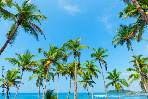 Coconut palm trees over the ocean shore