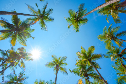Coconut palm trees crowns perspective view
