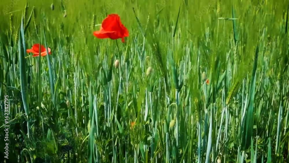 Mohnblume in Ährenfeld weht im Wind