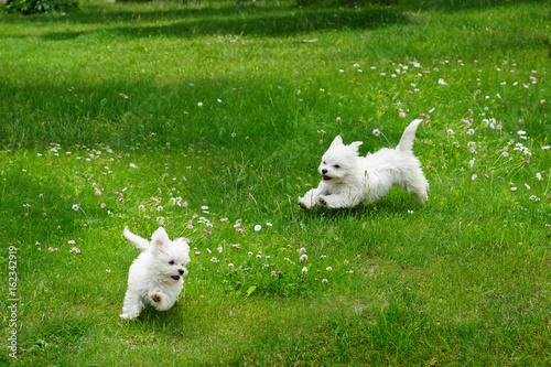 White fluffy cheerful happy pretty puppies of Maltese lapdogs are play running  on a green lawn. Puppies frolic running in pursuit . © Laura Pashkevich