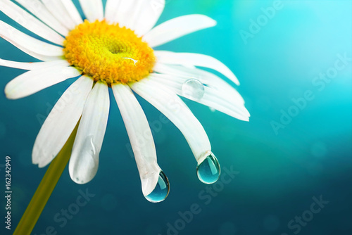Flower chamomile close-up macro with droplets of rain water dewdrop on a blue background. Floral summer template for text.