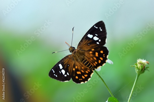Butterfly from the Taiwan (Celaenorrhinus maculosus)Large meteor hesperiids butterfly © chienmuhou