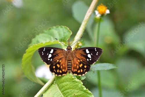 Butterfly from the Taiwan (Celaenorrhinus maculosus)Large meteor hesperiids butterfly