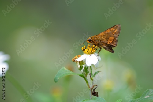 Butterfly from the Taiwan (Telicota ohara subsp. formosana Fruhstorfer) Red Bamboo hesperiids butterfly photo