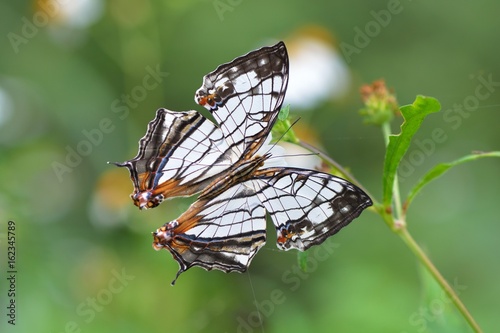 Butterfly from the Taiwan (Cyrestis thyodamas formosana) Map butterfly