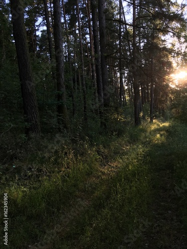 Sunset in the woods © ranniptace