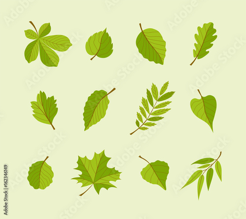 Types of Leaves - modern vector flat design icons set.