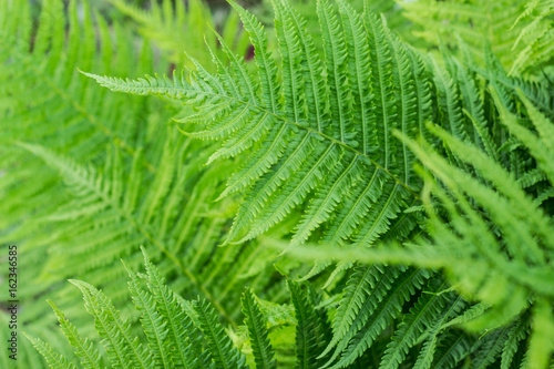Abstract background of green fern leaves. The texture of the fern. Selective focus..