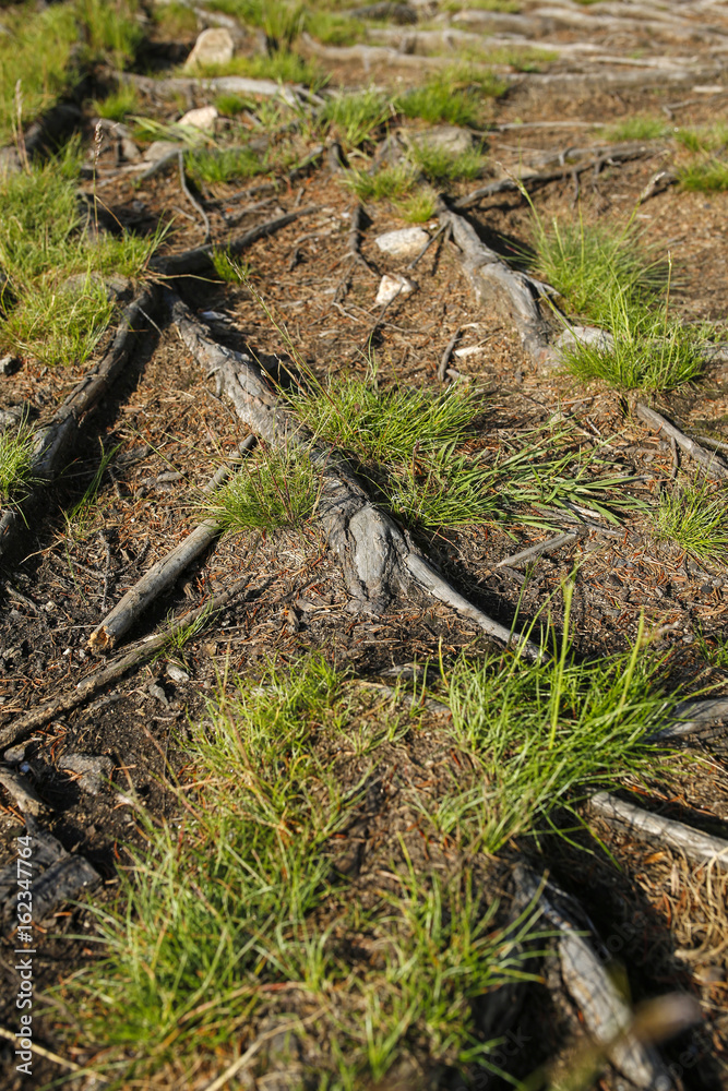 tree roots and grass clump in a forest tree roots and grass clump in a forest