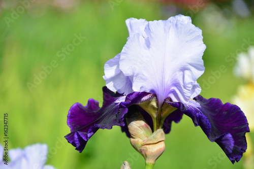 Fototapeta Naklejka Na Ścianę i Meble -  Light iris flower 
