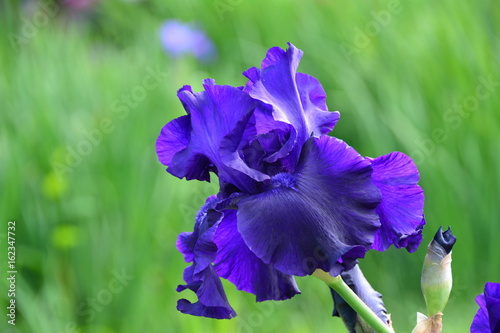 Fototapeta Naklejka Na Ścianę i Meble -  Portrait of light iris flower 
