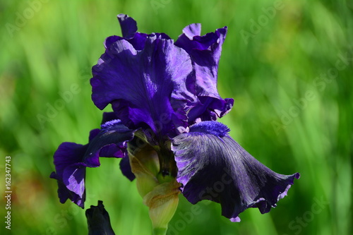 Fototapeta Naklejka Na Ścianę i Meble -  Portrait of beautiful dark iris flower 