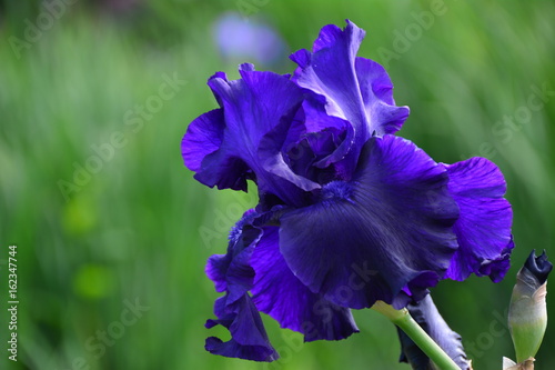 Fototapeta Naklejka Na Ścianę i Meble -  Blooming dark blue iris flower in the garden 