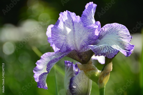 Fototapeta Naklejka Na Ścianę i Meble -  Light iris flower in the garden