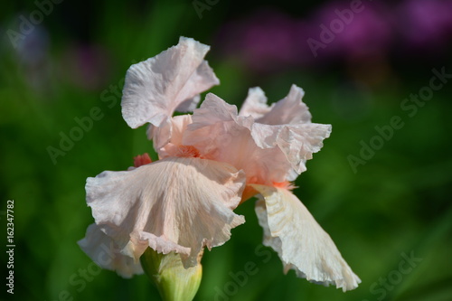 Delicate orange iris flower