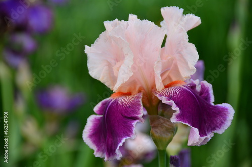 Fototapeta Naklejka Na Ścianę i Meble -  Portrait of bright iris flower 
