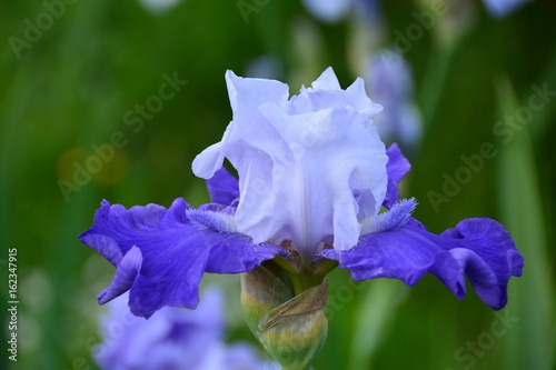 Fototapeta Naklejka Na Ścianę i Meble -  Portrait of blue iris flower 