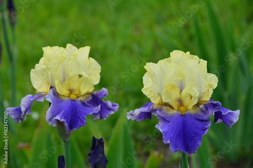 Fototapeta Naklejka Na Ścianę i Meble -  Two blooming iris flowers in the garden 