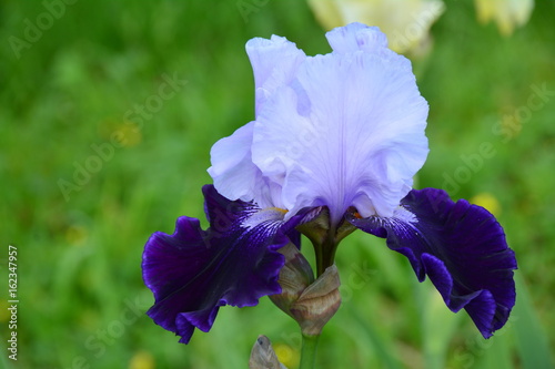 Fototapeta Naklejka Na Ścianę i Meble -  Portrait of blooming iris 
