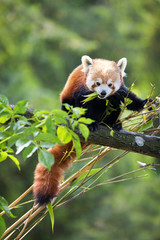 Fotobehang Panda Rode panda knabbelt aan bamboescheuten  © Rixie