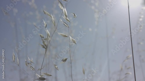Dry grass moved by the wind