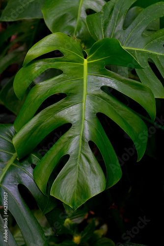 Leaf of a tropical plant monsters