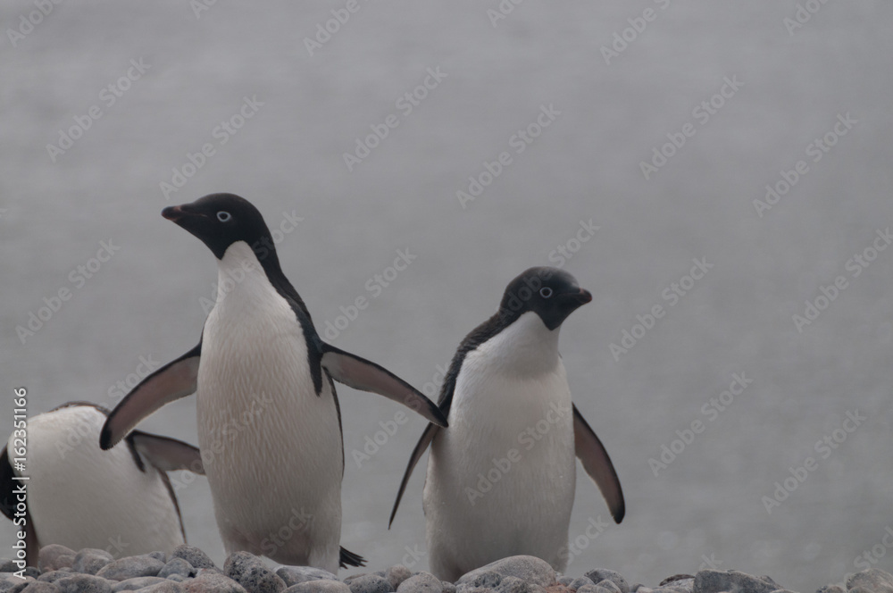 Fototapeta premium Adelie Penguins on Paulet Island