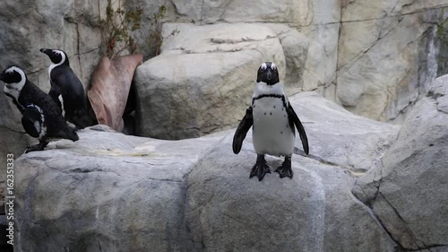 Penguin, bird, animal