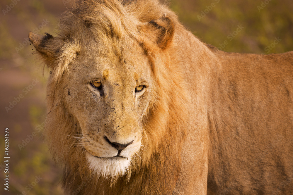 Lion in early morning sunlight in Kruger NP, South Africa Lion in early morning sunlight in Kruger NP, South Africa