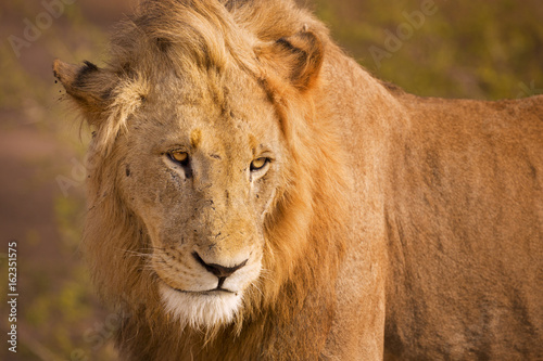 Fototapeta Naklejka Na Ścianę i Meble -  Lion in early morning sunlight in Kruger NP, South Africa