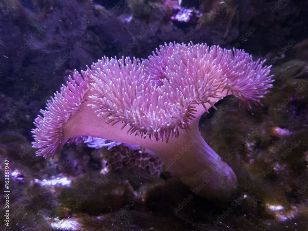 Naklejka premium coral in a reef