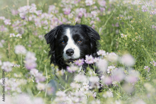 Border Collie Hund in einer Blumenwiese