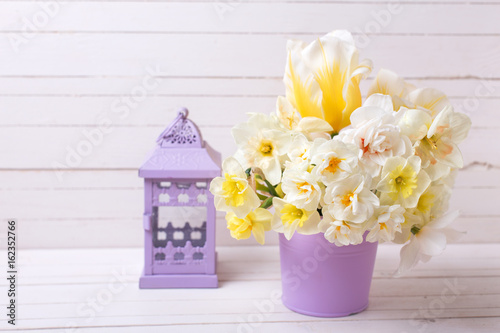 Colorful spring  narcissus or daffodils  flowers in violet pot and decorative lantern  on white wooden background.