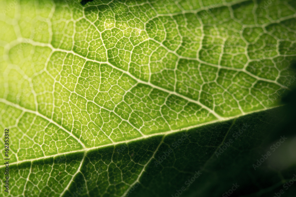 Close-up of a green leaf with veins Close-up of a green leaf with veins