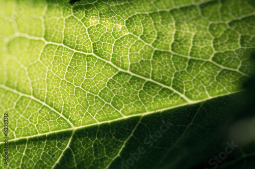 Close-up of a green leaf with veins