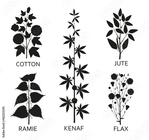 Cotton, ramie, kenaf, jude and flax plants with leaves, pods and flowers
