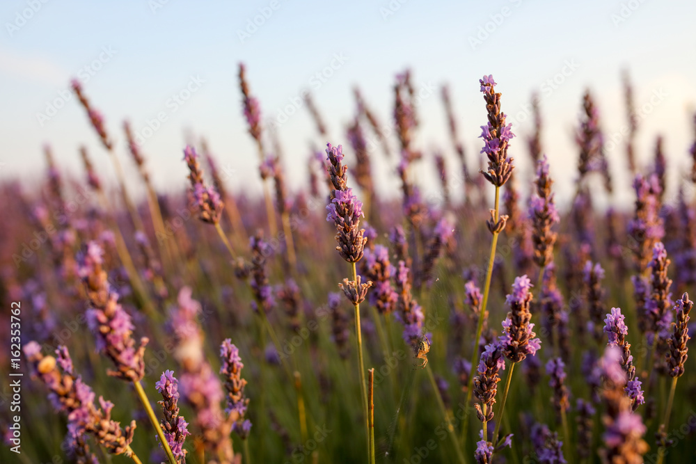 Obraz premium lavandes en Provence