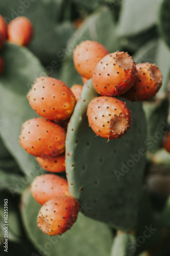 Cactus with mature prickly pears photo