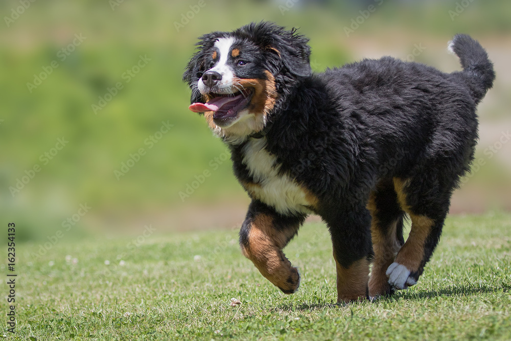 Berner Sennenhund Welpe beim Toben Stock-bilde | Adobe Stock