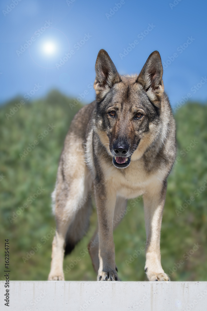 Deutscher Schäferhund beim Spielen Deutscher Schäferhund beim Spielen