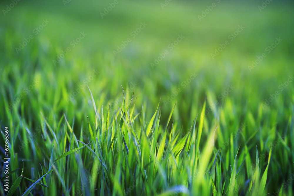 Green grass close