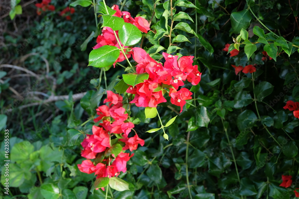 red bougainvillaea