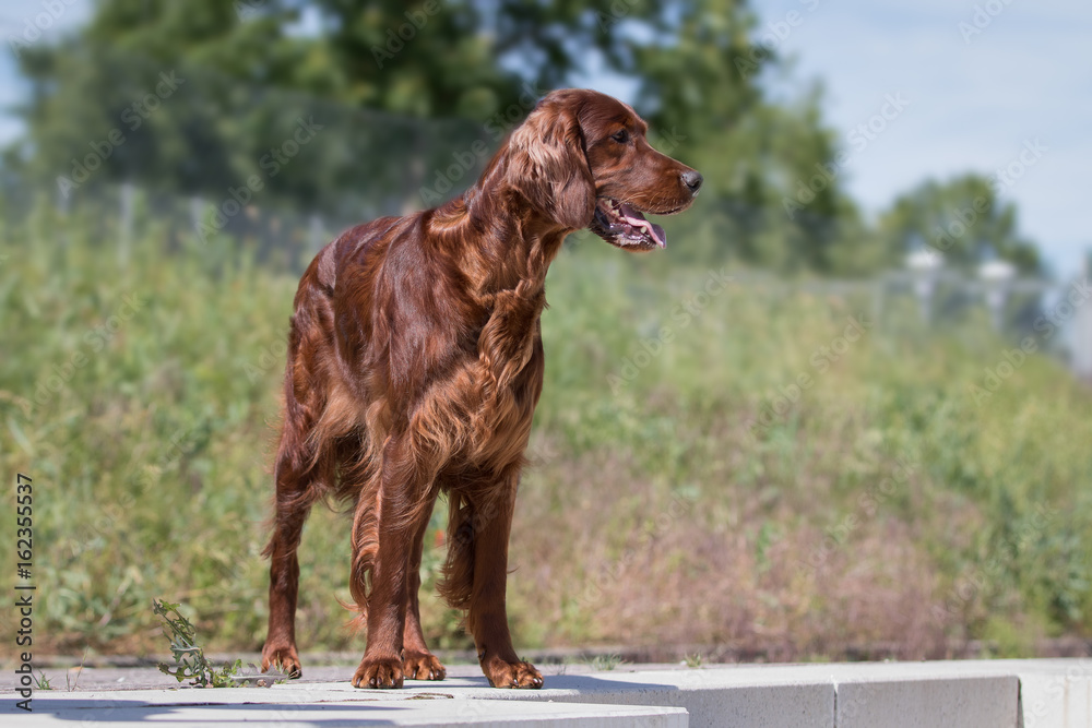 Irish Setter Hund beim Spaziergang