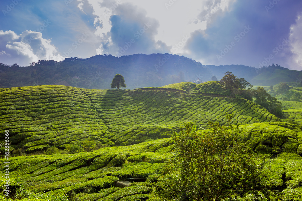 Fototapeta premium tea plants cameron highlands leasts