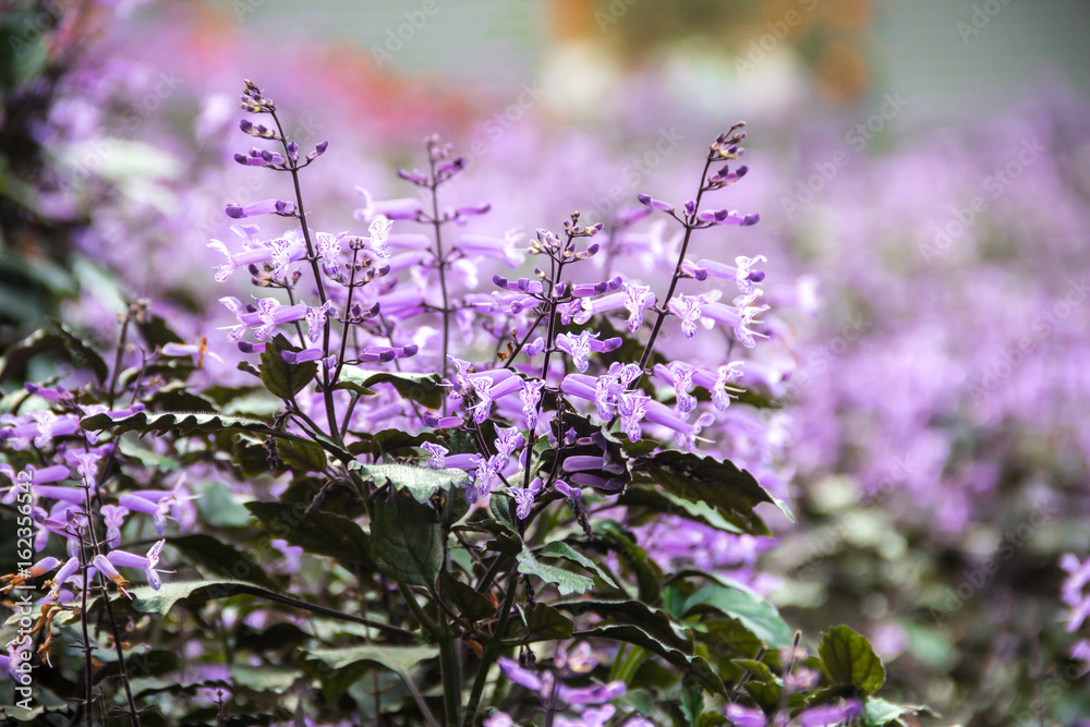 Fototapeta premium bush of lavandula lavande field bloom