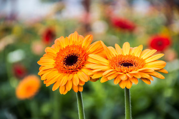 Handdoek met foto Gerbera Gerbera's in rood geel oranje wit  © murrrrrs