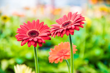 Handdoek met foto Gerbera Gerbera's in rood geel en oranje  © murrrrrs