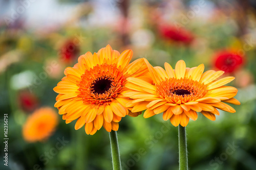 gerbera red yellow orange white
