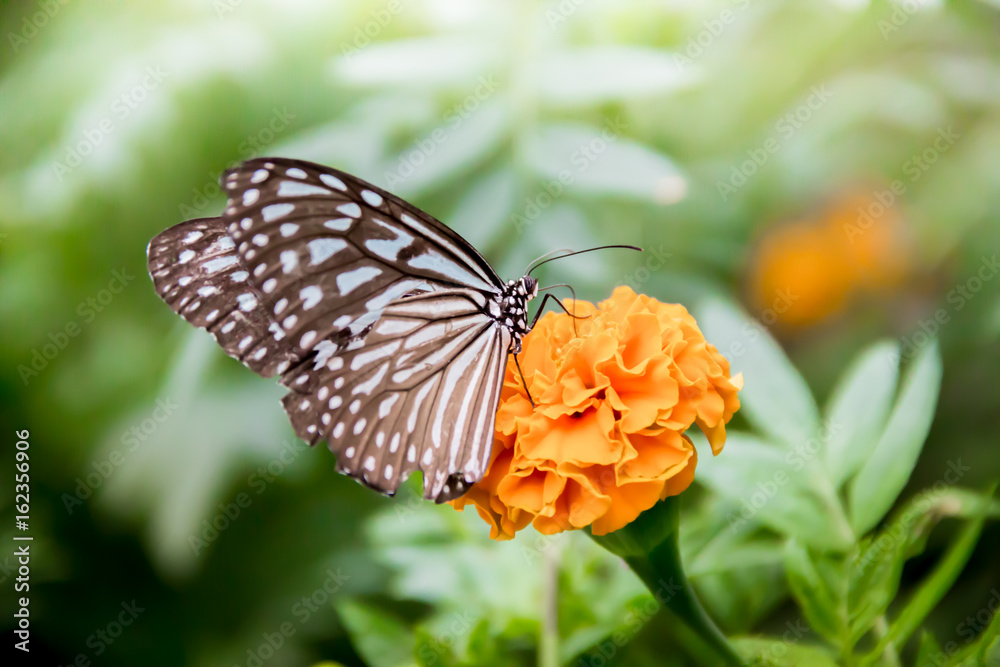 Obraz premium butterfly on a flower 