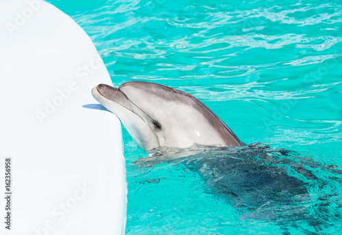 Dolphin in the water